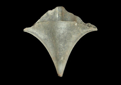 Clio pyramidata: shell