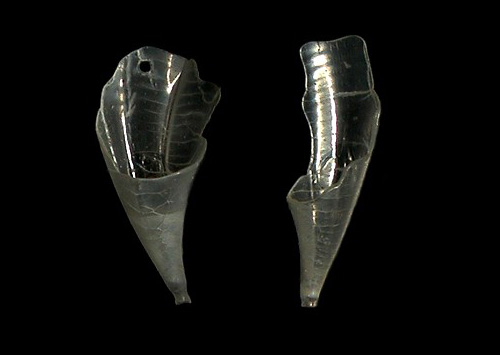 Clio recurva: shell fragments