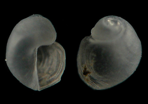 Colpodaspis(?) sp. #1: shell