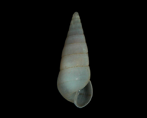 Cossmannica sp. #2: shell