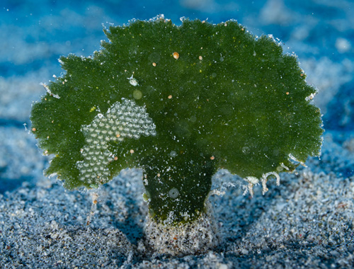 Costasiella fridae: on alga