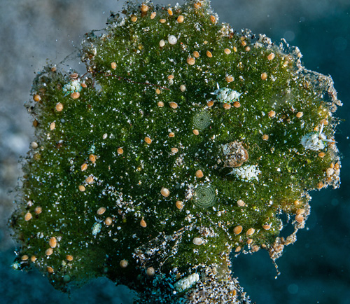 Costasiella fridae: group on alga