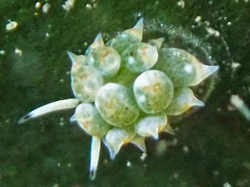 Costasiella kuroshimae: laying eggs?