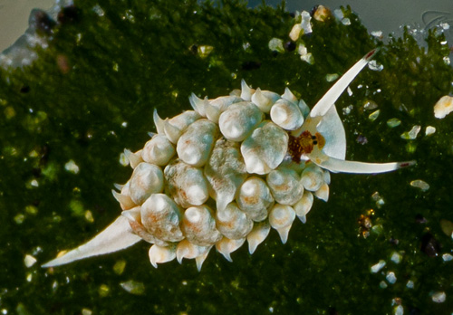 Costasiella kuroshimae: pale, top