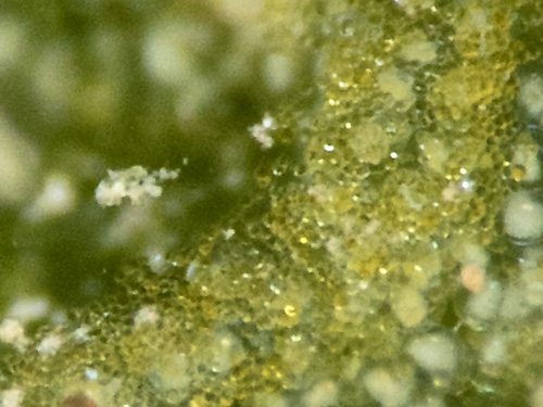 Costasiella kuroshimae: detail of micro-algae