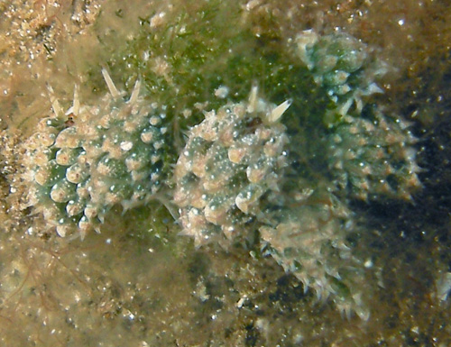 Costasiella kuroshimae: feeding