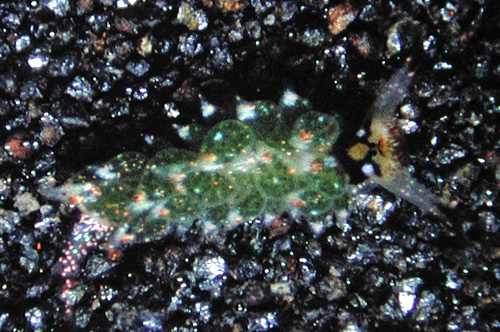 Costasiella kuroshimae: head pattern, iridescence