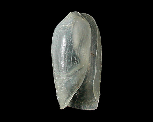 Cylindrobulla sp. #1: shell