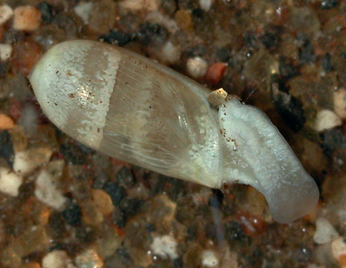 Cylindrobulla sp. #1: underside