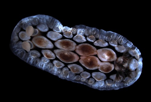 Dendrodoris carbunculosa: young, 28 mm