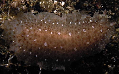 Dendrodoris elongata