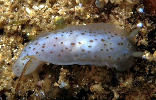 Dendrodoris elongata: young, about 10 mm?