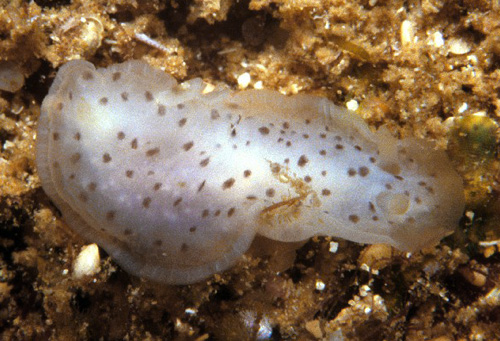 Dendrodoris elongata: young, about 10 mm?