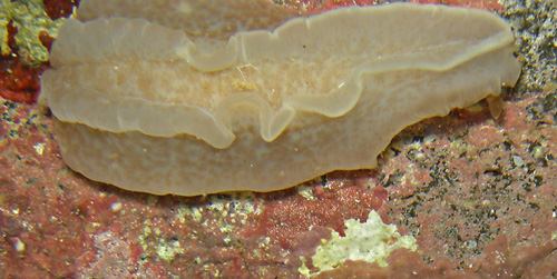 Dendrodoris elongata: underside, foot