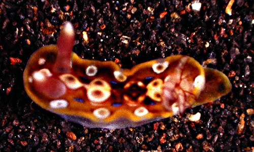 Dendrodoris krusensternii: young, 3.5 mm