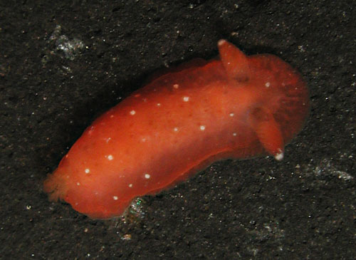 Dendrodoris nigra: young, red