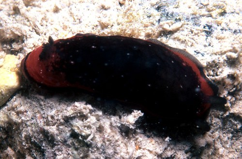 Dendrodoris nigra: young, banded, about 26 mm