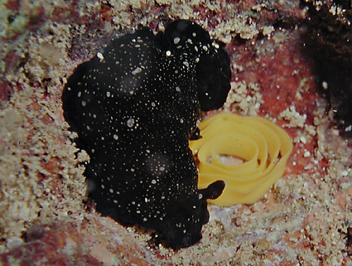 Dendrodoris nigra: pair with egg mass