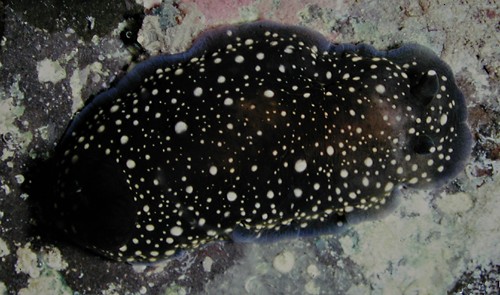 Dendrodoris nigra: large spots