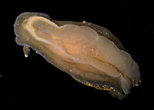 Dendrodoris nigra: underside
