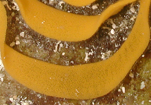 Dendrodoris nigra: egg mass detail