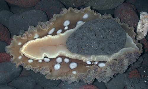 Dendrodoris tuberculosa: underside, typical