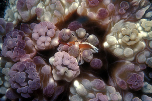 Dendrodoris tuberculosa: with shrimp