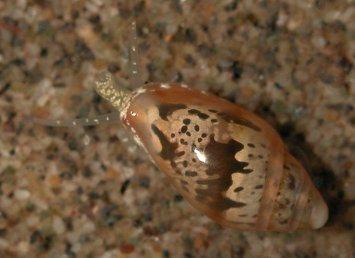 Dentimargo pumila