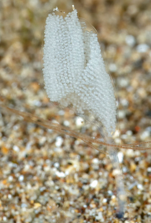 Dermatobranchus rubidus: probable egg mass, anchor exposed