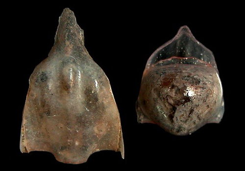 Diacavolinia longirostris: shell