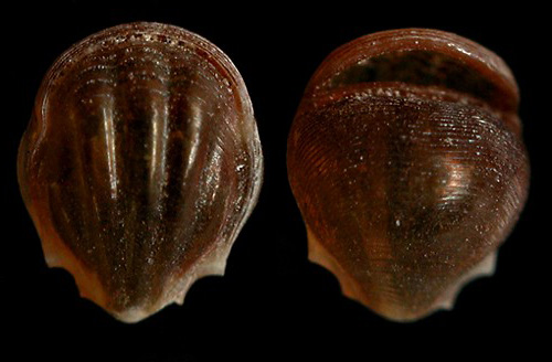 Diacria schmidti: shell