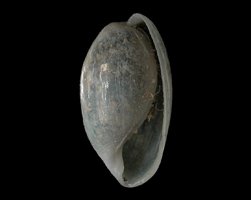 Diniatys dubius: shell, about 13 mm