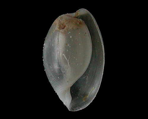 Diniatys dubius: shell, 5 mm