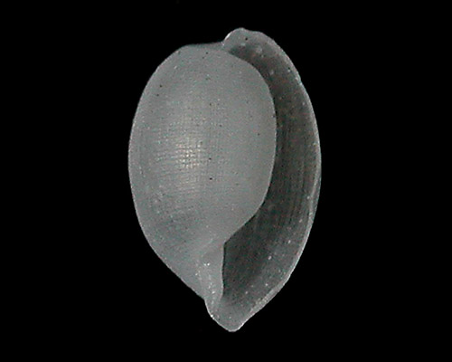 Diniatys dubius: shell, 2 mm
