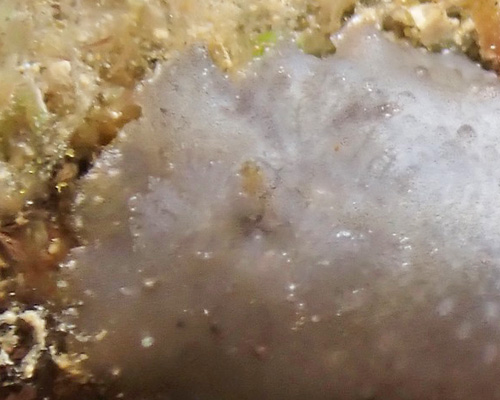 Unidentified Discodorid #17: branchia fully extended