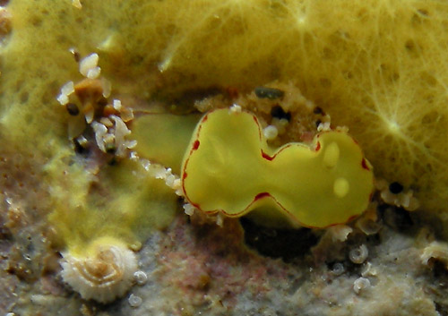 Diversidoris flava: young, about 4 mm