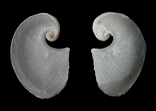 Dolabella auricularia: young shell