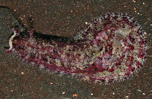 Dolabrifera dolabrifera