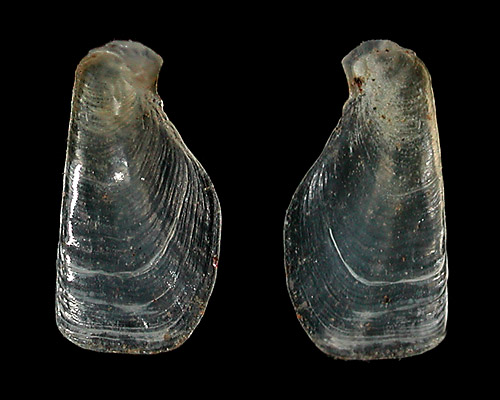Dolabrifera dolabrifera: shell