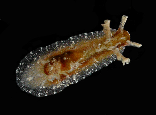 Dolabrifera dolabrifera: young, 4 mm