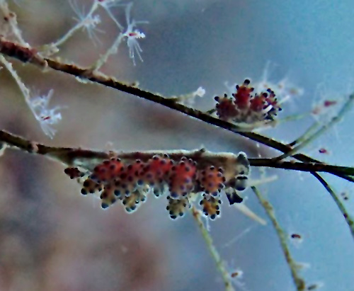 Doto sp. #2: on food hydroid, detail