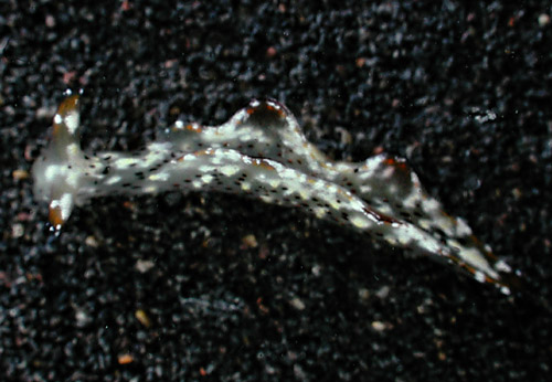 Elysia marginata: young, 7 mm