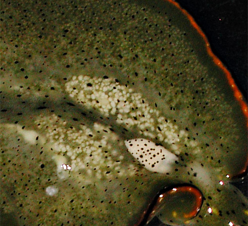Elysia marginata: parapodia detail