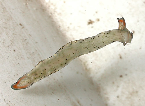 Elysia marginata: underside, migratory form
