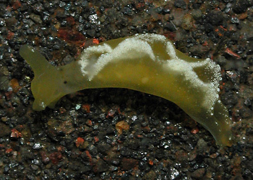 Elysia obtusa: young, 5 mm