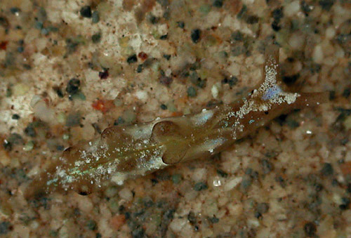 Elysia sp. #4: young, 4 mm