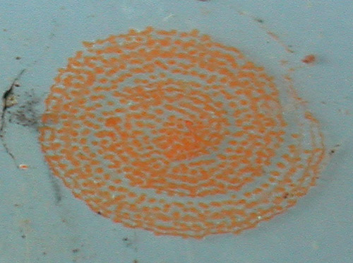Elysia sp. #6: egg mass, after 1 day