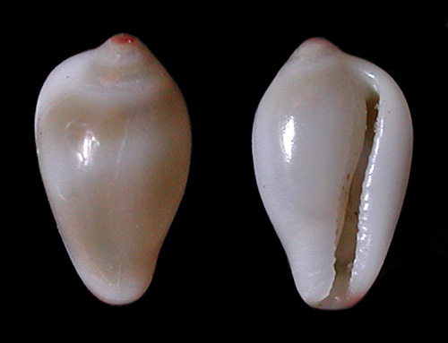 Eratoena sandwichensis: shell