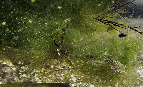 Ercolania sp. #7: on probable food alga