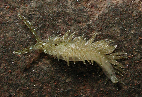 Ercolania(?) sp. #9: 2nd animal